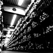 Weberei Becker Tuche GmbH & Co.KG,  Produktion von Oberstoffgewebe, Becker Tuche GmbH & Co.KG 